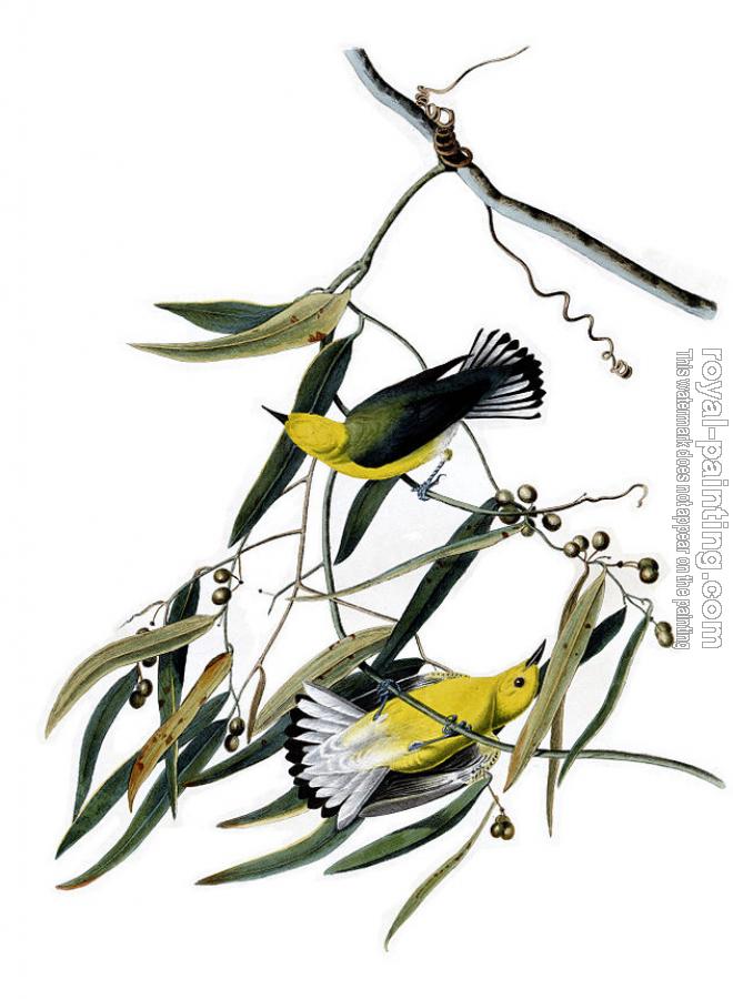 John James Audubon : Prothonotary warbler